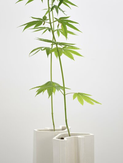 Investment Bank Flowerpots / Deutchebank Cannabis sativa installed for Like A Force Of Nature exhibition at Nils Stærk Gallery, 2021. Detail.